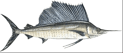 Agulhão-Bandeira - Istiophorus albicans